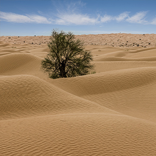 Sanddune with tree